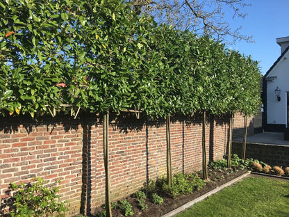 Laur englezesc "Novita" tufa / Prunus laurocerasus" Novita"/