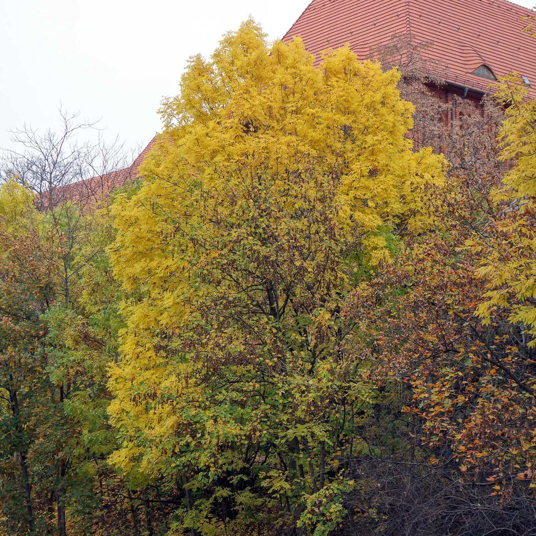 Frasin comun  3.50 - 4.00 m / Fraxinus excelsior / - Gradina Noastra