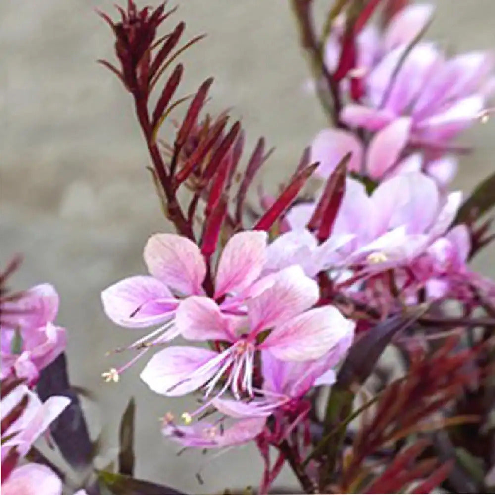 Gaura lindheimeri &quot;Passionate Blush&quot;