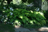 Crin de toamna "Guacamole" / Hosta "Guacamole" - Gradina Noastra