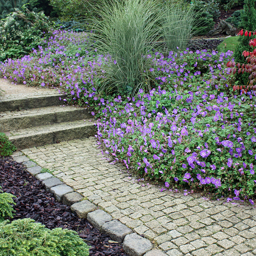 Geranium "Rozanne" by Gradina Noastra