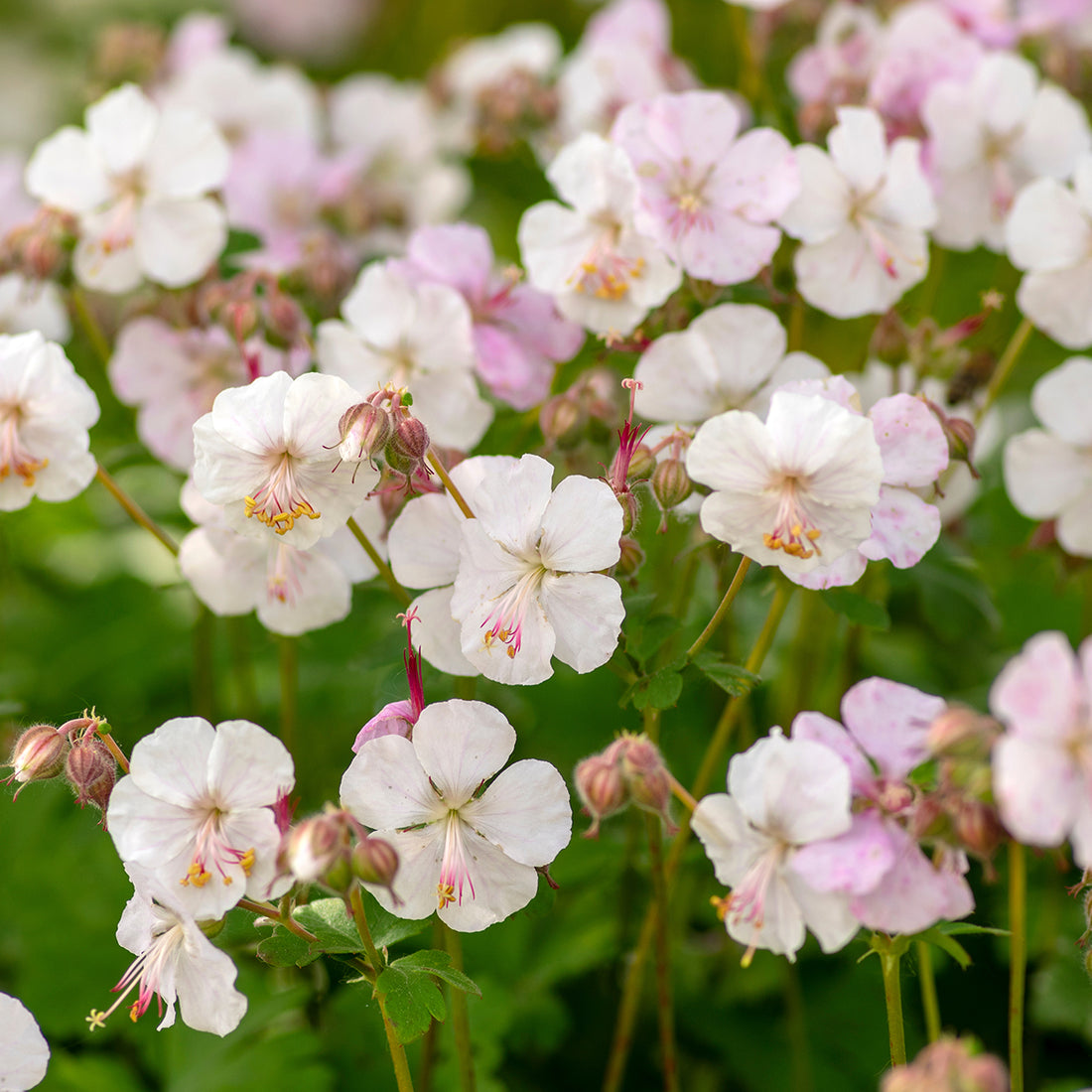 Geranium cantabrigiense x &quot;Biokovo&quot;