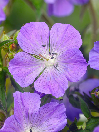 Geranium "Brookside"