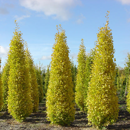 Arborele pagodelor &quot;Eiffel&quot; 1.50 - 1.75 m / Ginko biloba &quot;Eiffel&quot; /