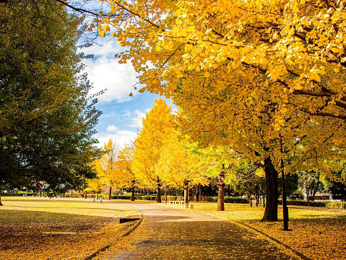 Pagoda tree &quot;Autumn Gold&quot; 2.00 - 2.50 m / Ginko biloba &quot;Autumn Gold&quot; /