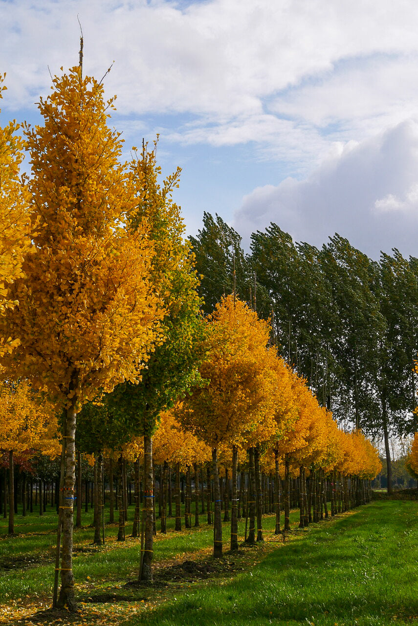 Arborele pagodelor "Fastigiata Blagon" / Ginkgo Biloba "Fastigiata Blagon" /