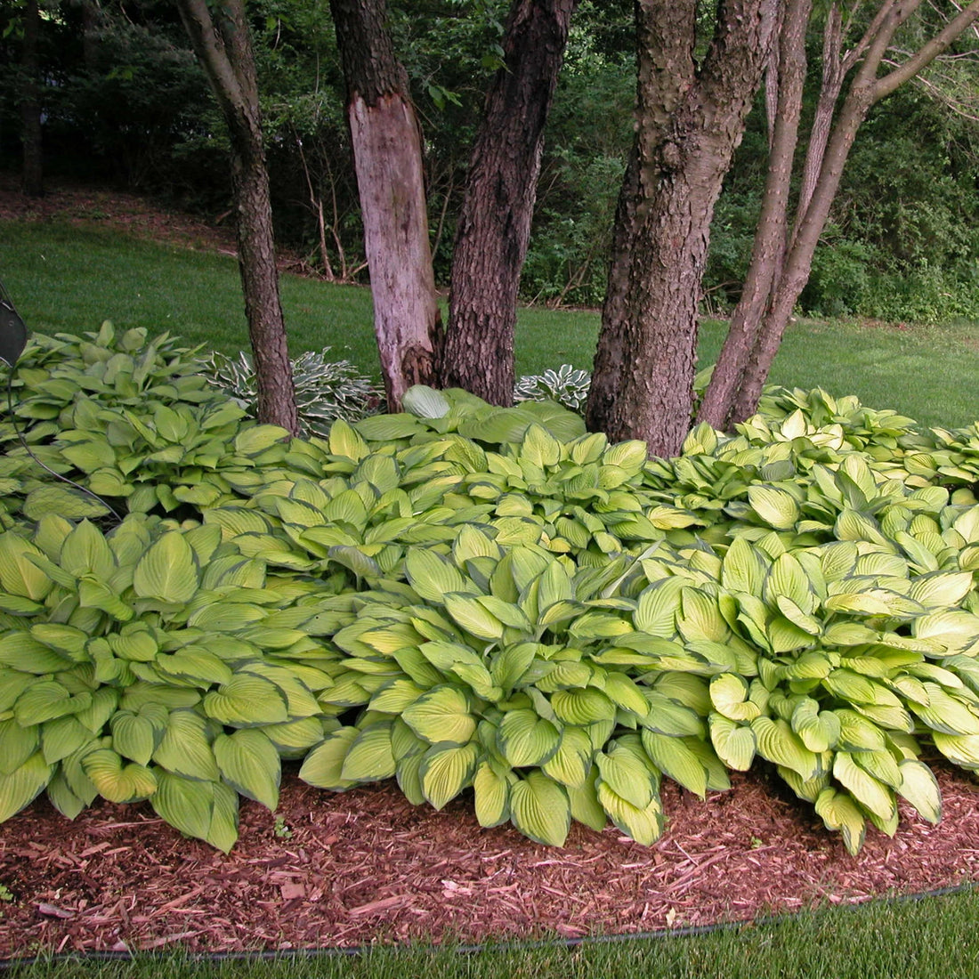 Crin de toamna "Gold Standard" / Hosta "Gold Standard" - Gradina Noastra
