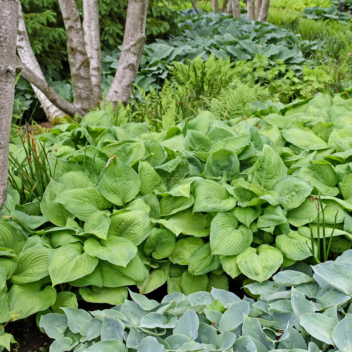 Crin de toamna "Guacamole" / Hosta "Guacamole" - Gradina Noastra