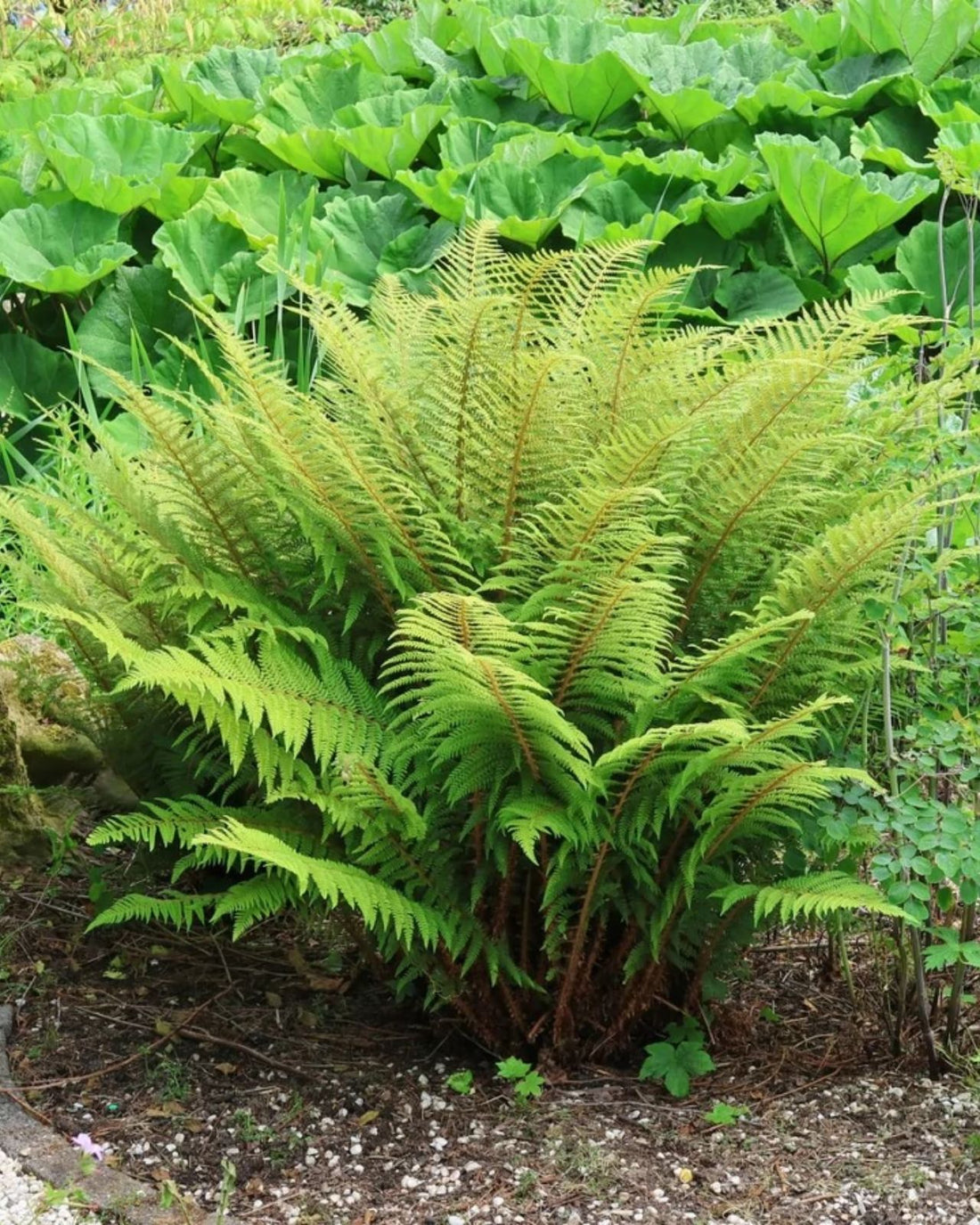 Athyrium filix-femina "Rotstiel"