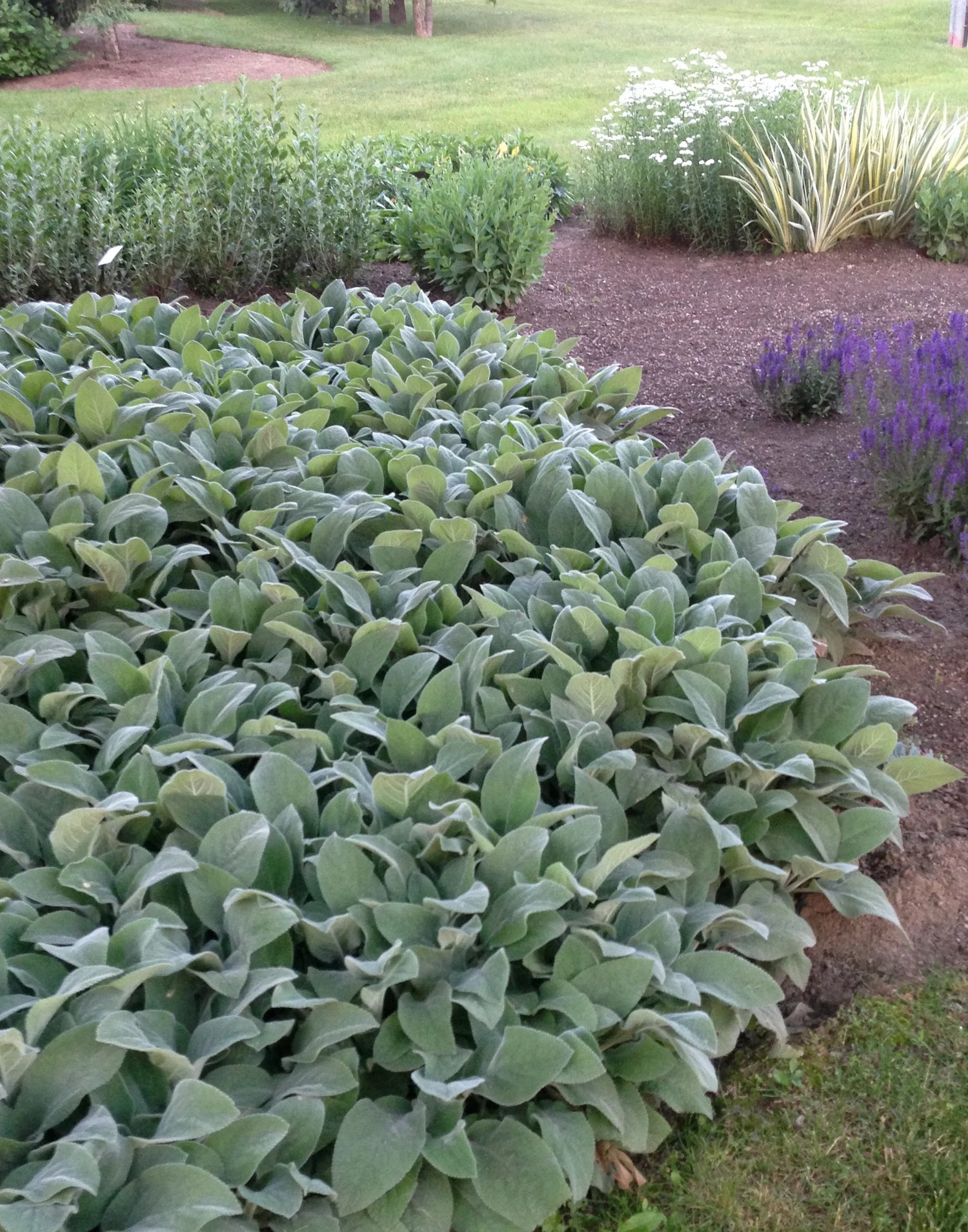 Stachys byzantina - Gradina Noastra