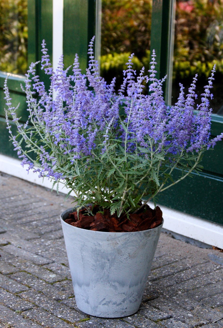Salvie rusească &quot;Lacey Blue&quot; /Perovskia atriplicifolia &quot;Lacey Blue&quot;/