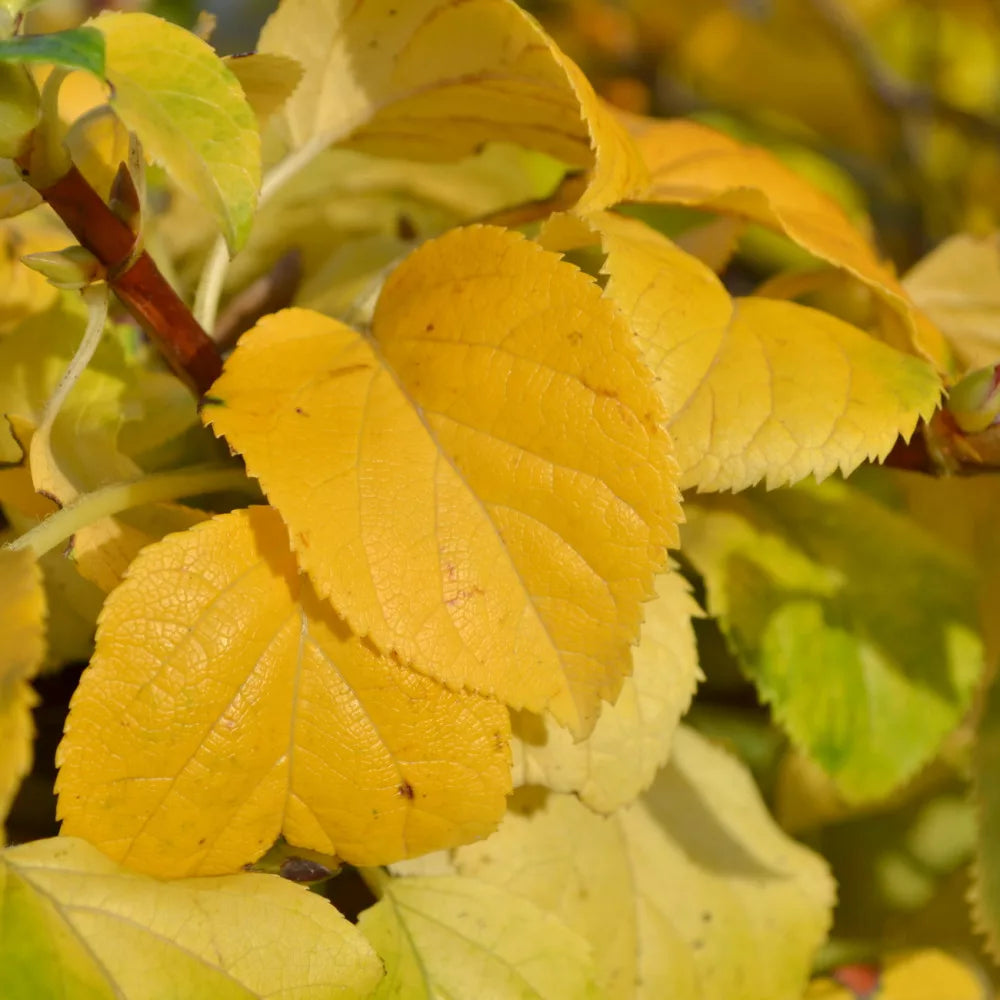Hortensia cataratoare "Bright Side" / Hydrangea anomala petiolaris "Bright Side" /