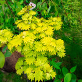 Artar japonez "Aureum" / Acer shirasawanum "Aureum" / - Gradina Noastra
