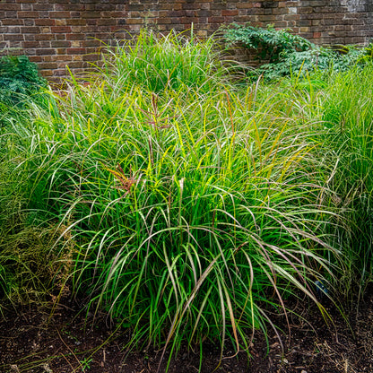 Iarba elefantului "Navajo" /Miscanthus sinensis "Navajo"/