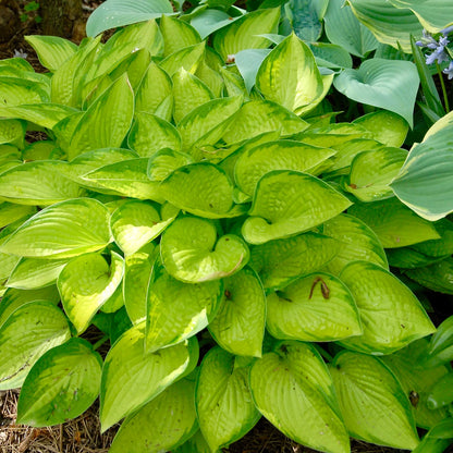 Crin de toamna "Gold Standard" / Hosta "Gold Standard" - Gradina Noastra