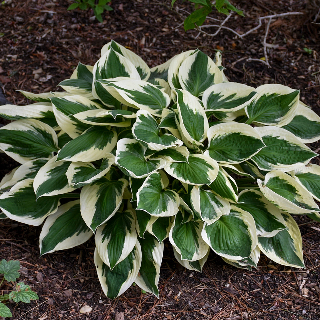Hosta "Patriot"