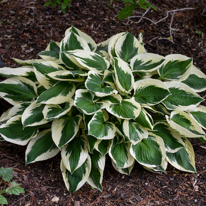 Hosta "Patriot" - Gradina Noastra