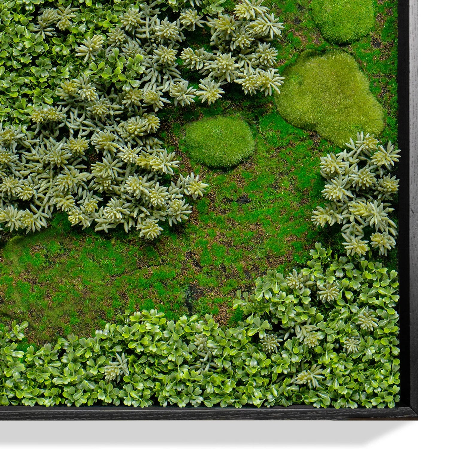 Iarba grasa / Sedum album / - Gradina Noastra