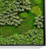 Iarba grasa / Sedum album / - Gradina Noastra