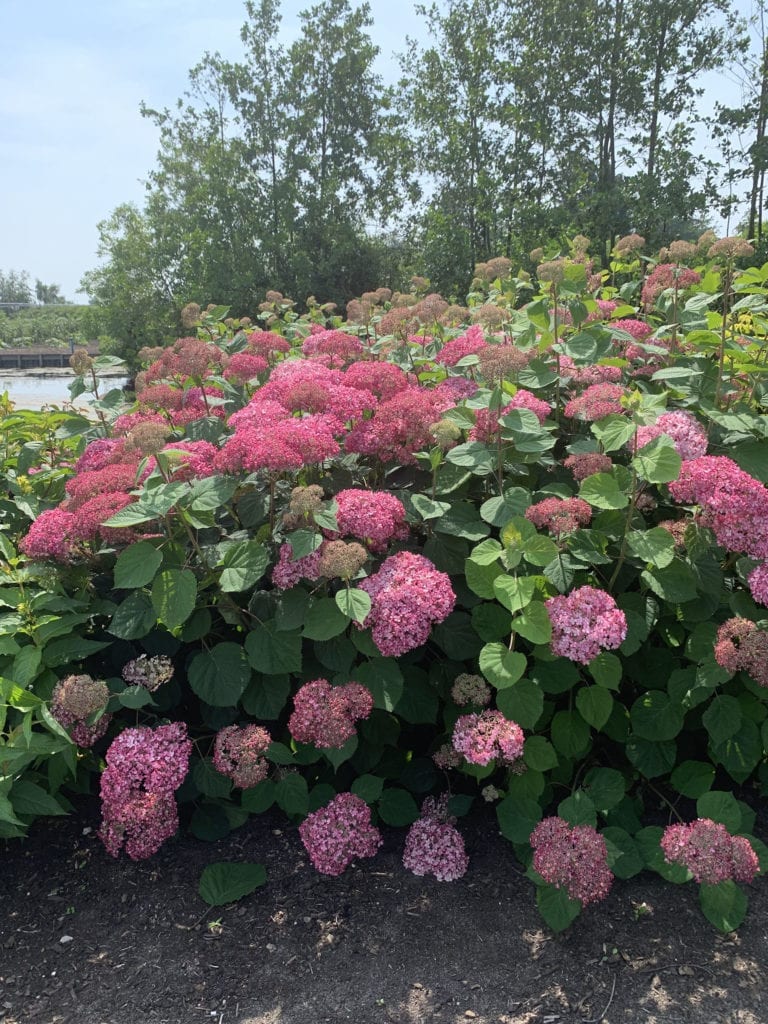 Hortensia &quot;Pink Annabelle&quot; 0.20 - 0.30 m / Hydrangea arborescens &quot;Pink Annabelle&quot;/