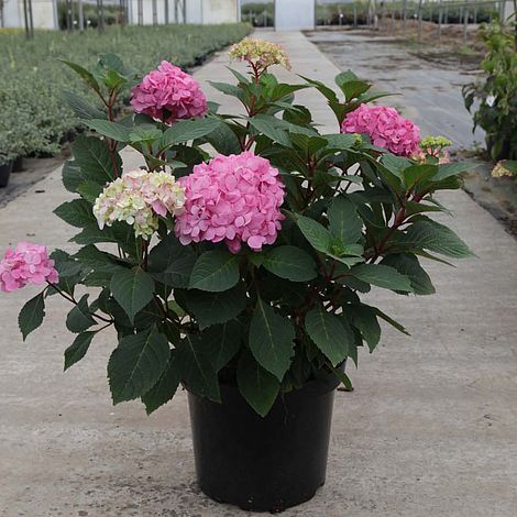 Hortensia &quot;Endless Summer BloomStar&quot; 0.40 - 0.60 m /Hydrangea macrophylla „Endless Summer BloomStar” / - Gradina Noastra