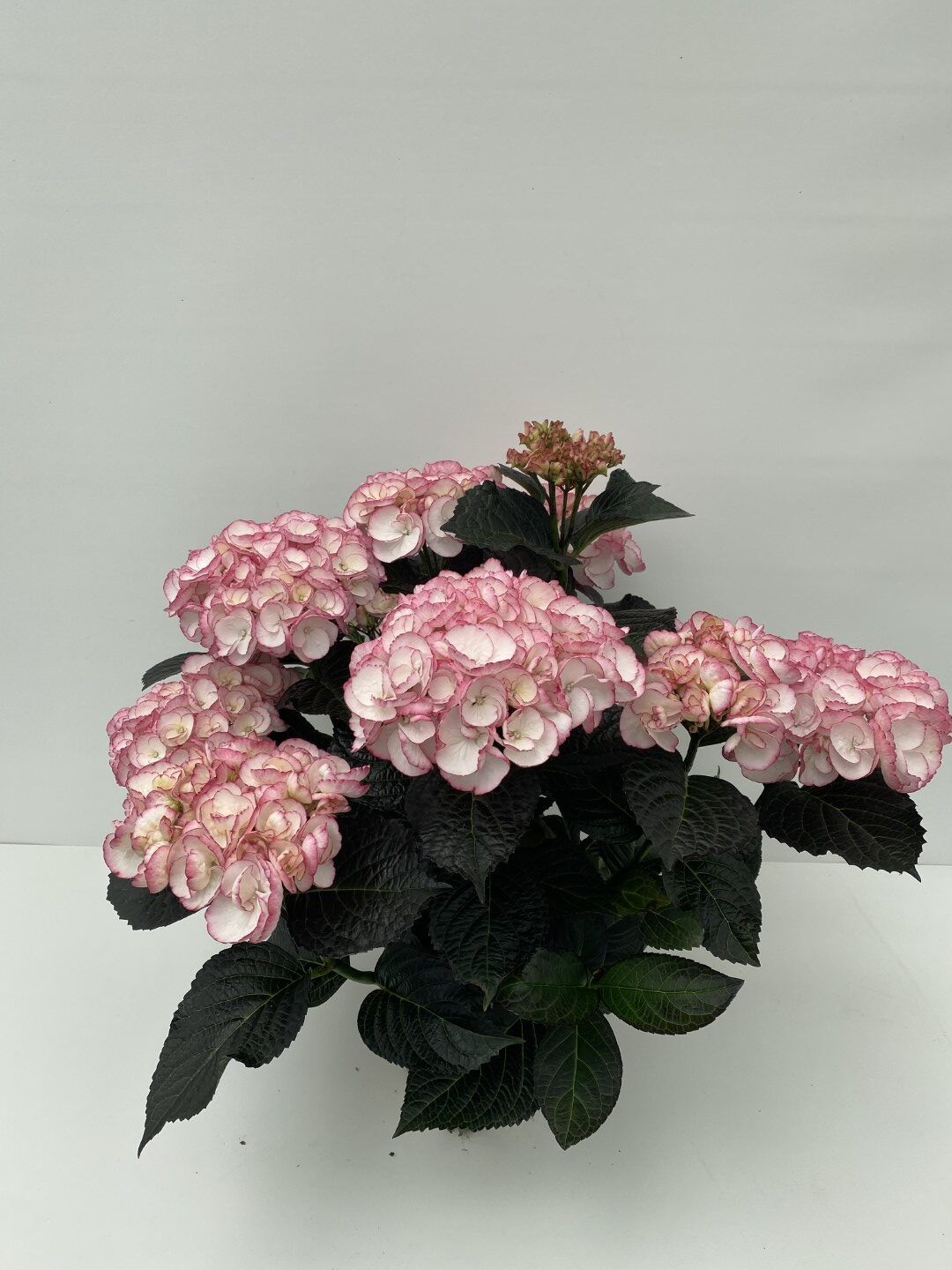 Hortensia "Black Diamonds Midnight Pearl" /Hydrangea macrophylla "Black Diamonds Midnight Pearl" /