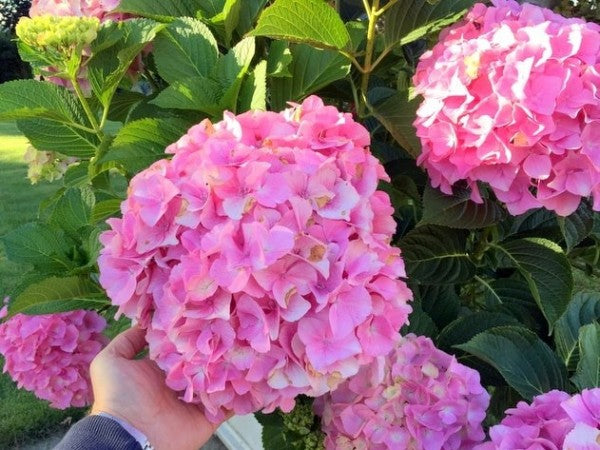 Hortensia &quot;Belle Seduction&quot; 0.40 - 0.60 m / Hydrangea macr. Belle Seduction&quot;/