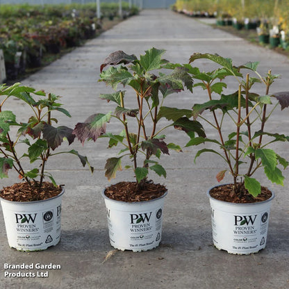 Hortensia cu frunza de stejar "Gatsby Girl"/ Hydrangea quercifolia "Gatsby Girl"/