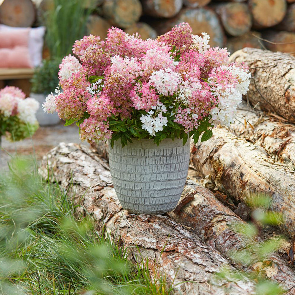Hortensia paniculata acoperitoare de sol "Groundbreaker Blush" /Hydrangea paniculata ‘Groundbreaker Blush’/