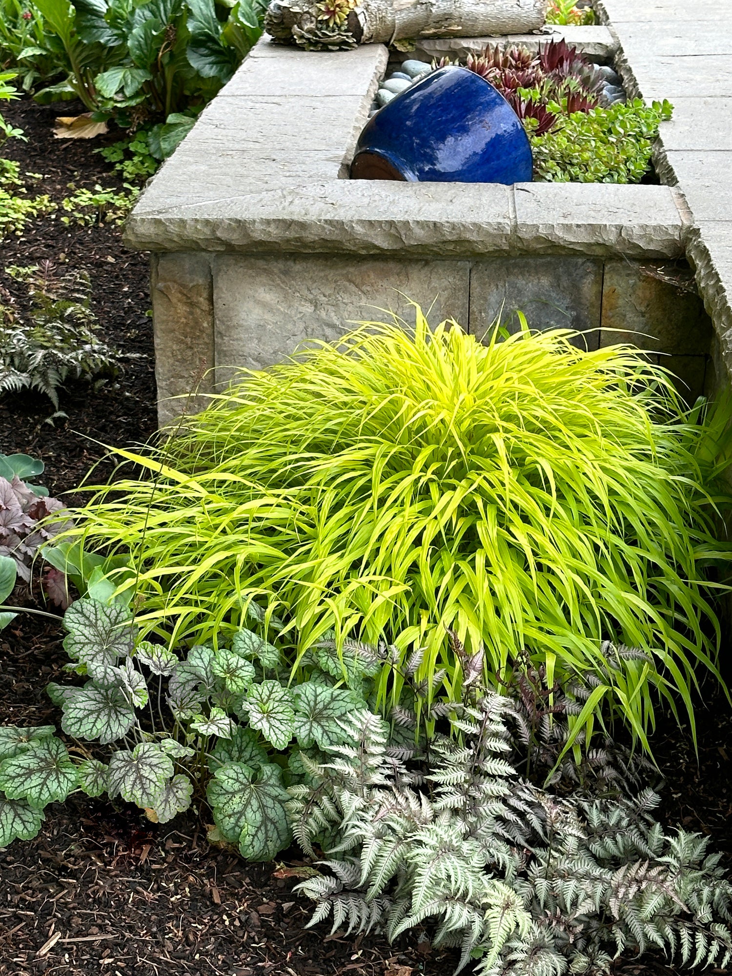 Hakonechloa macra "All Gold " /Hakonechloa macra "All Gold"/