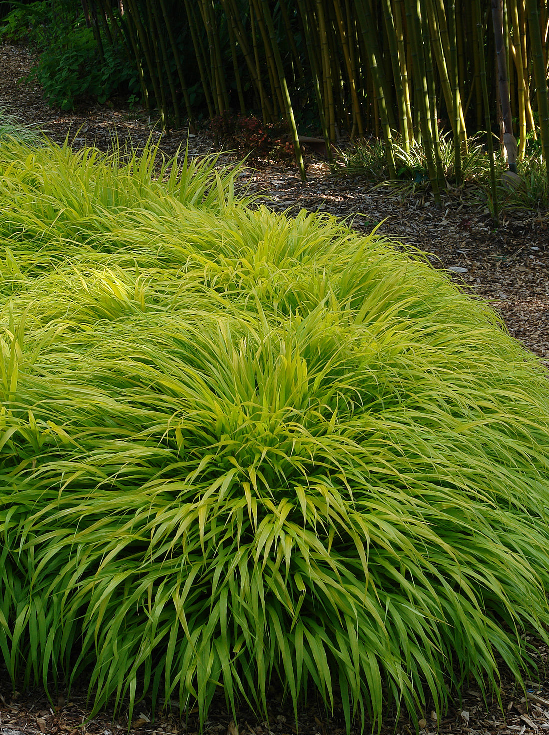 Hakonechloa macra "All Gold " /Hakonechloa macra "All Gold"/