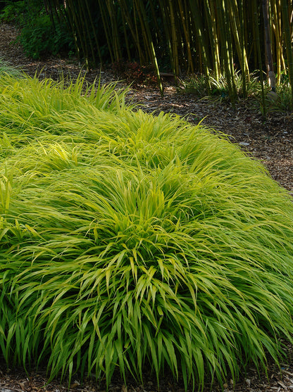 Hakonechloa macra "All Gold " /Hakonechloa macra "All Gold"/