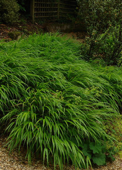 Hakonechloa macra / Hakonechloa macra /