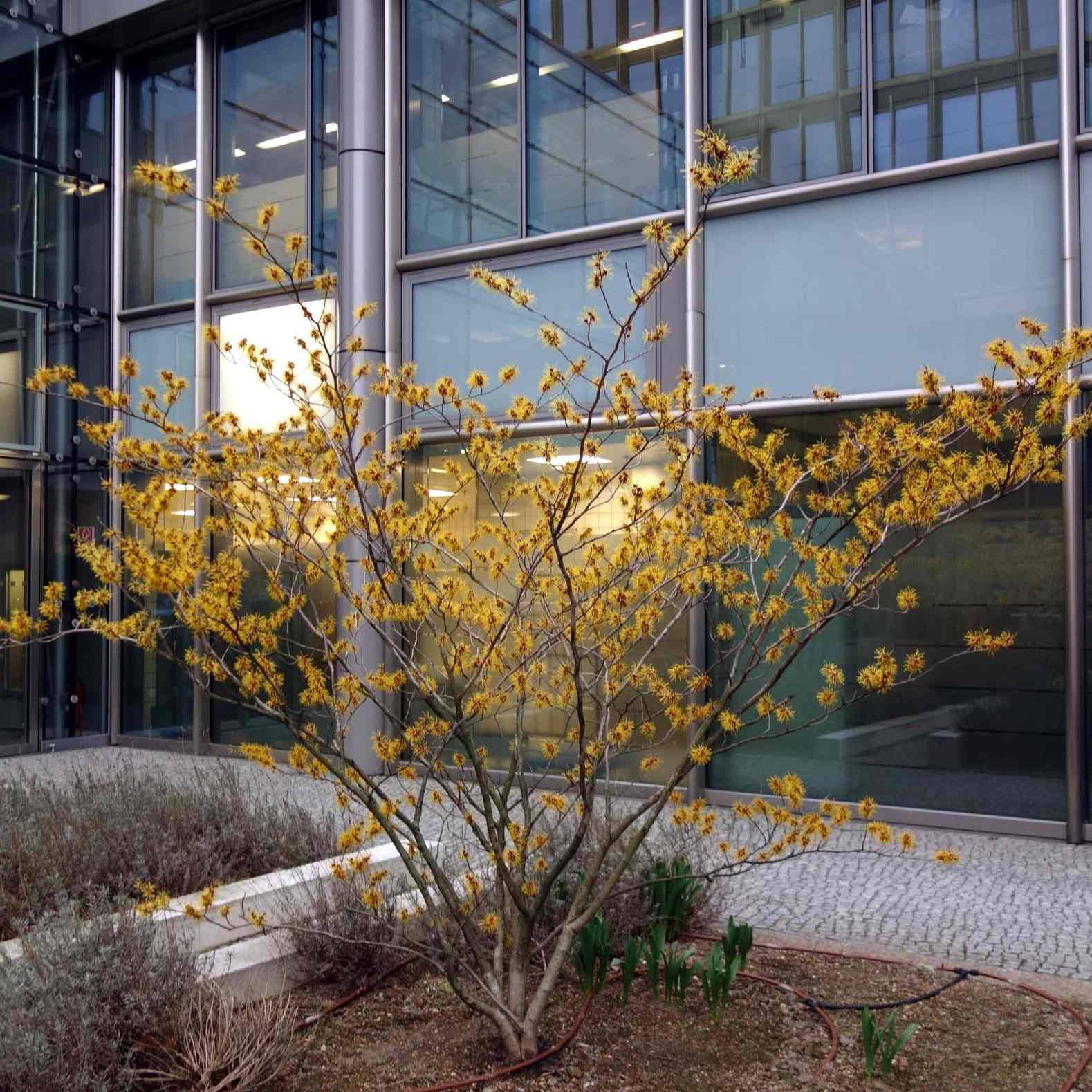 Nucul vrajitoarelor "Arnold Promise" / Hamamelis x intermedia"Arnold Promise"/