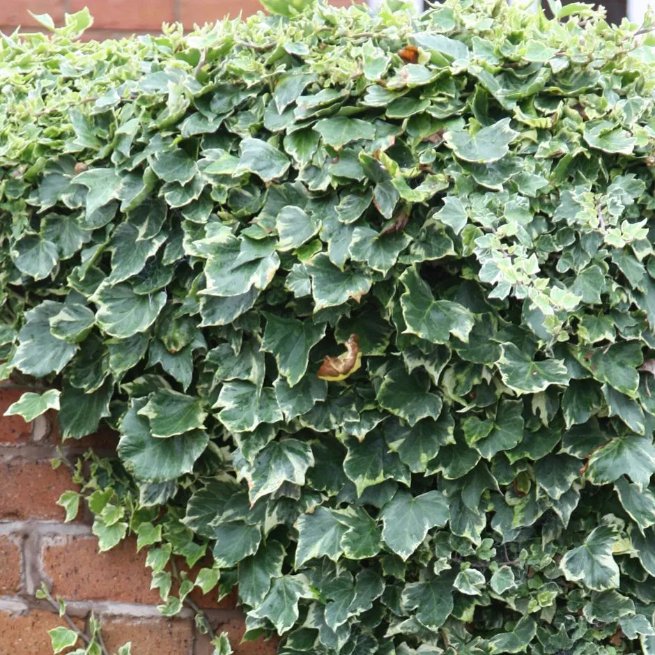 Iedera "Elegantissima" / Hedera helix "Elegantissima"/