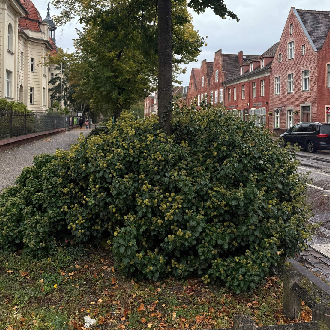Iedera "Arborescens" / Hedera helix "Arborescens"/