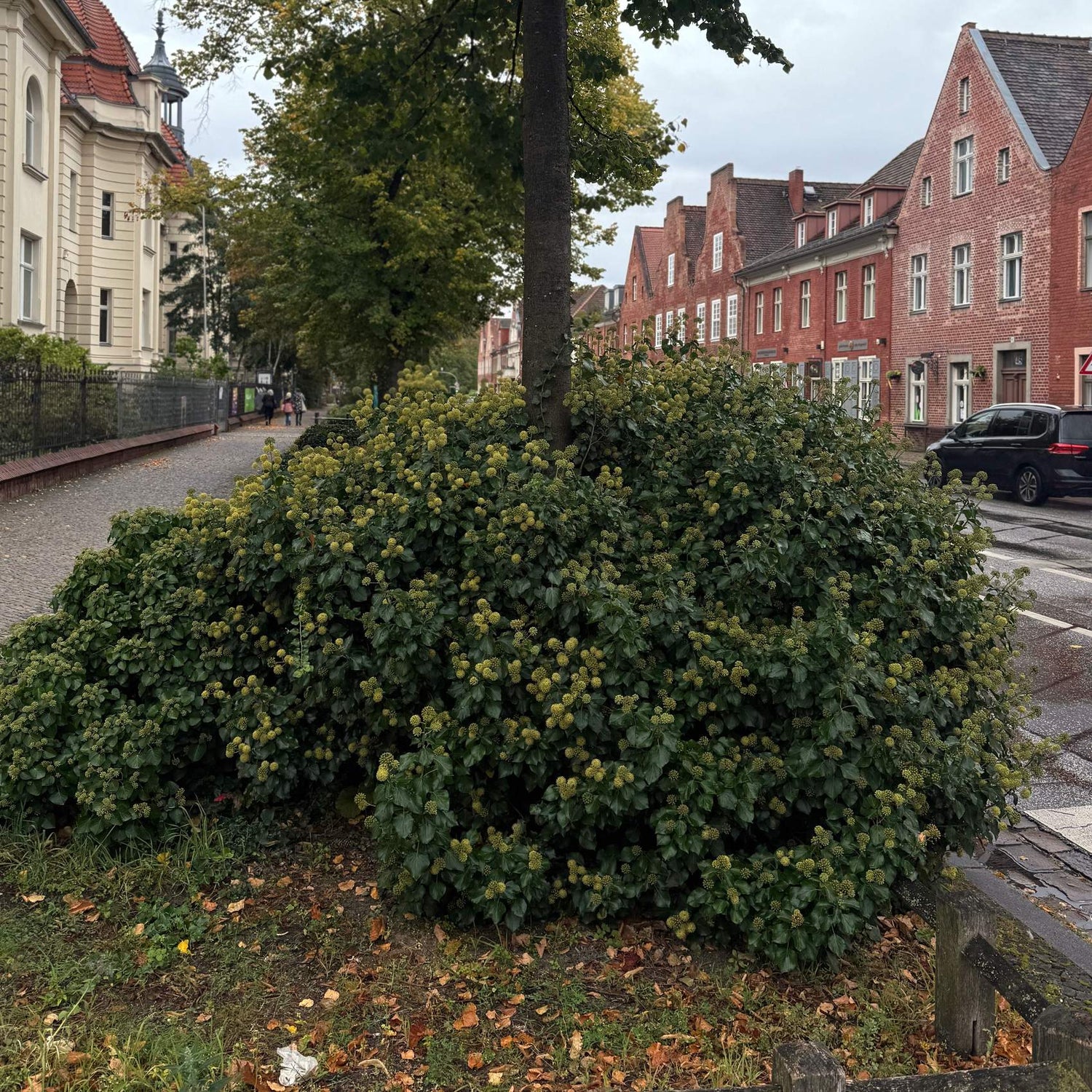 Iedera "Arborescens" / Hedera helix "Arborescens"/