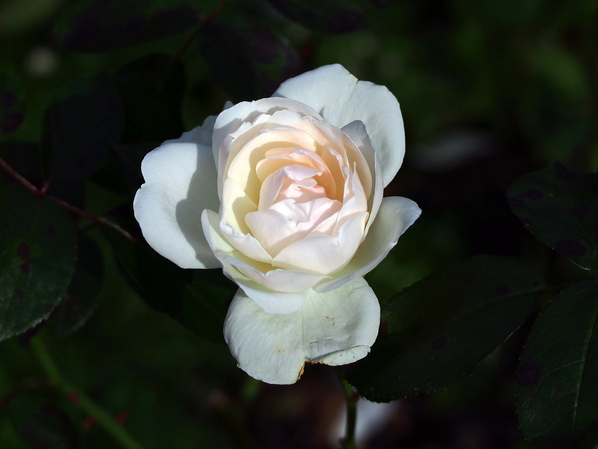 Trandafir pe picior "Helga" / Rosa "Helga"/