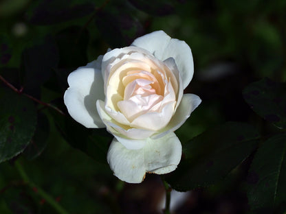 Trandafir pe picior "Helga" / Rosa "Helga"/
