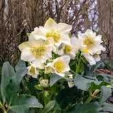 Spanz / Helleborus niger / - Gradina Noastra
