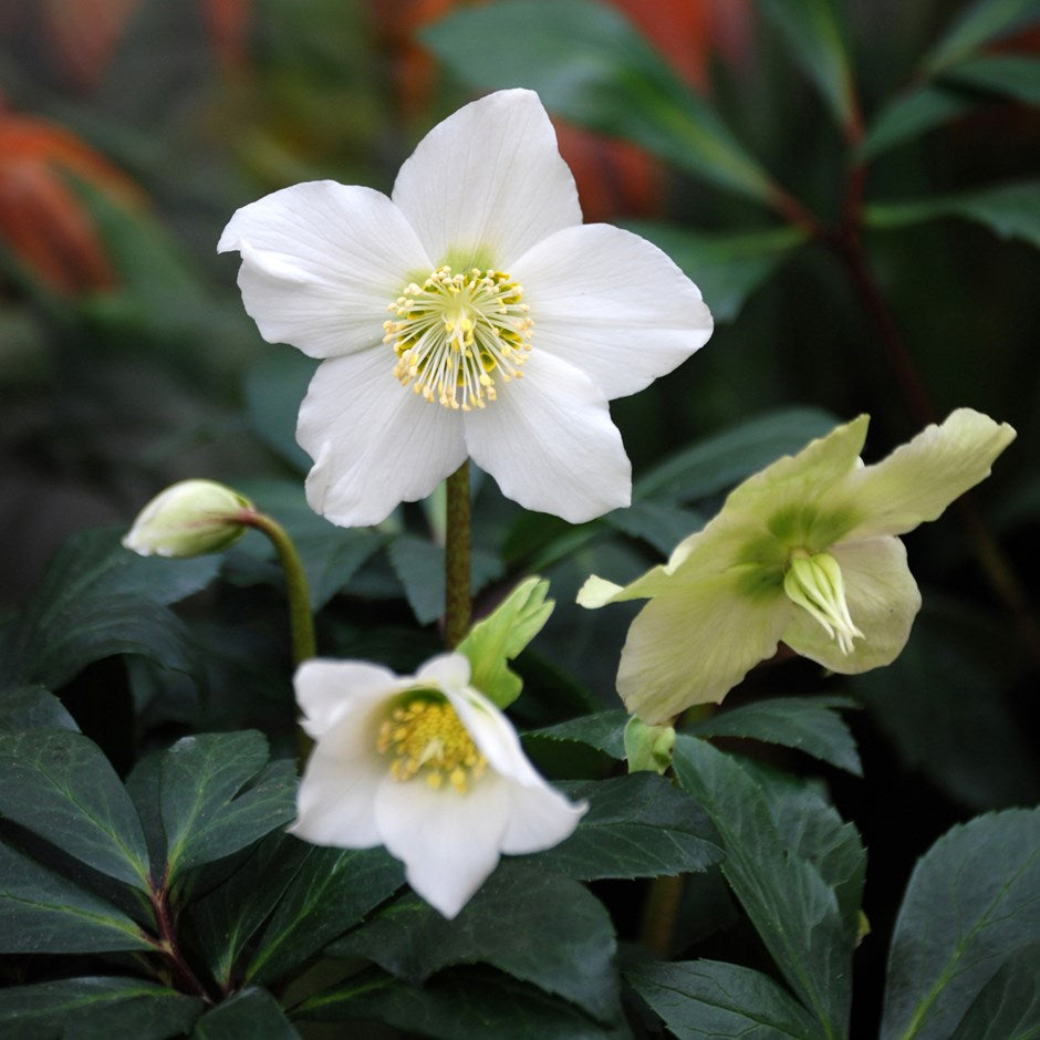 Spanz / Helleborus niger / - Gradina Noastra