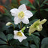 Spanz / Helleborus niger / - Gradina Noastra