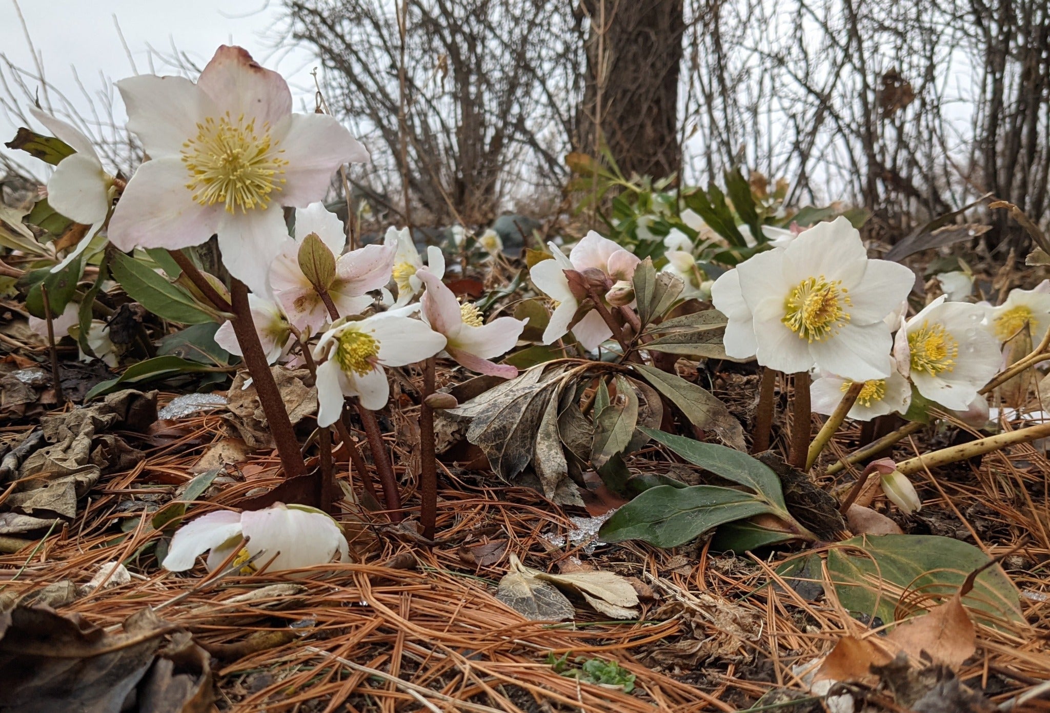 Spanz / Helleborus niger / - Gradina Noastra