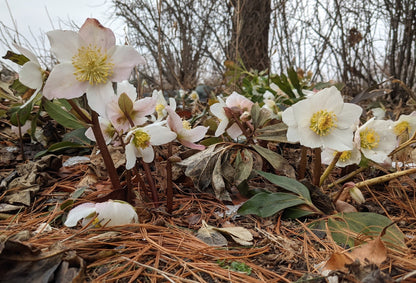 Spanz / Helleborus niger / - Gradina Noastra