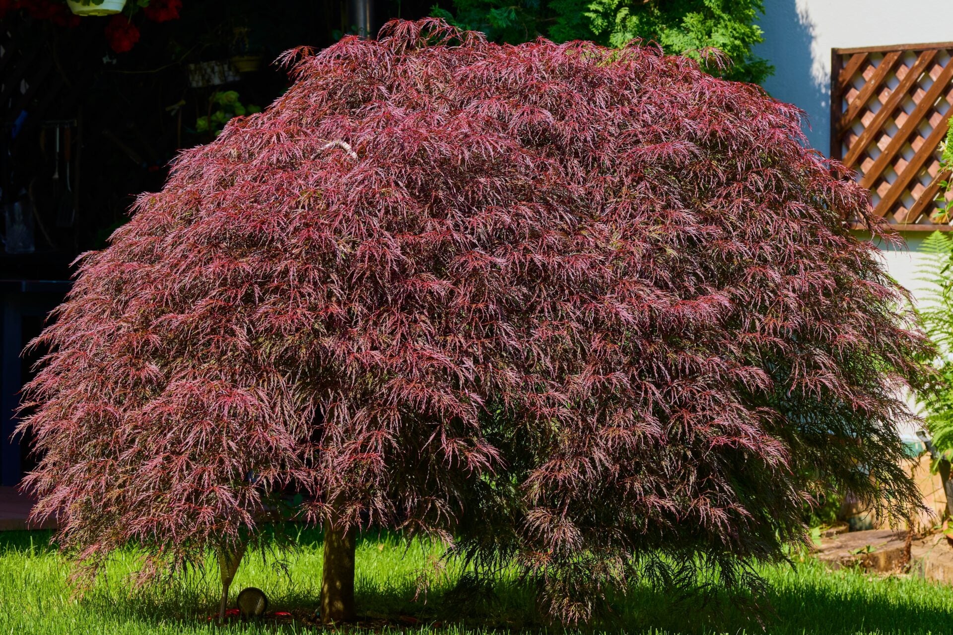 Artar japonez "Inaba Shidare" / Acer palmatum dissectum "Inaba Shidare"/