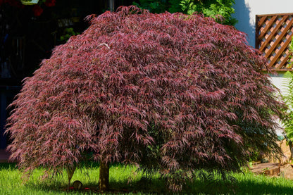 Artar japonez "Inaba Shidare" / Acer palmatum dissectum "Inaba Shidare"/
