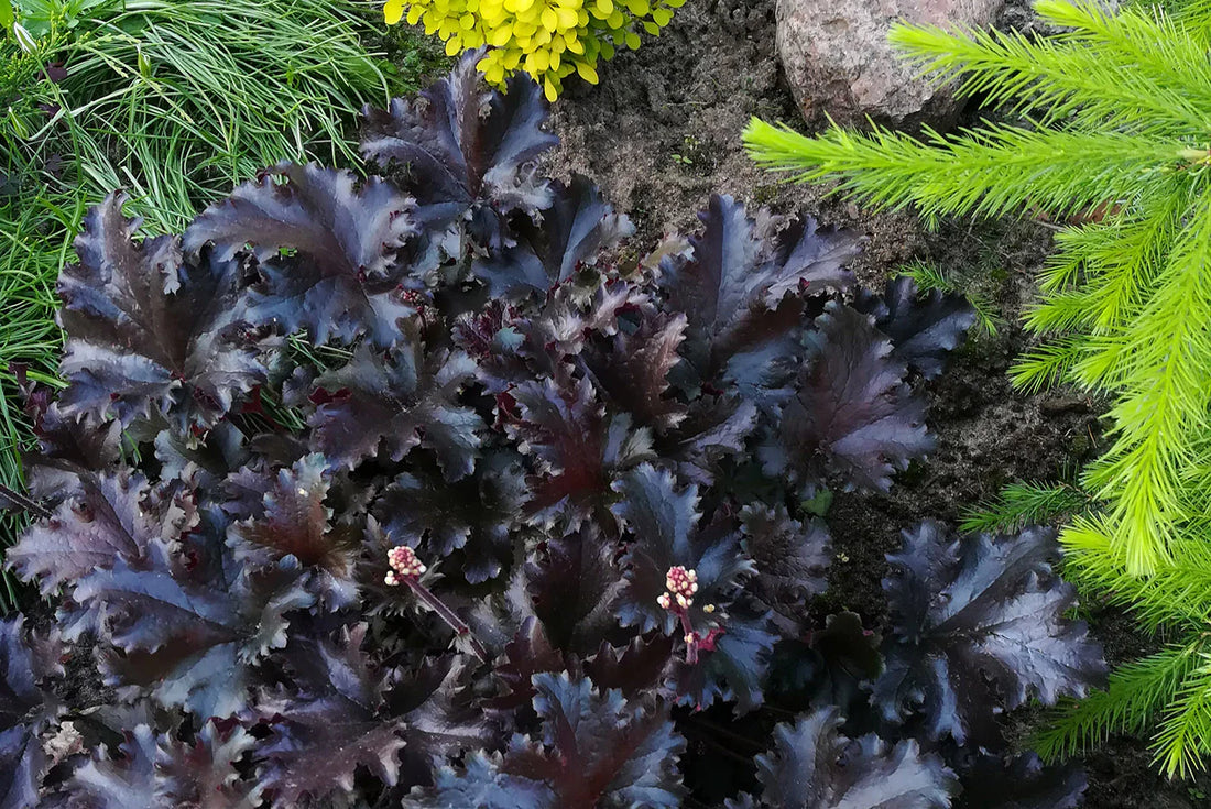 Heuchera "Black Beauty"