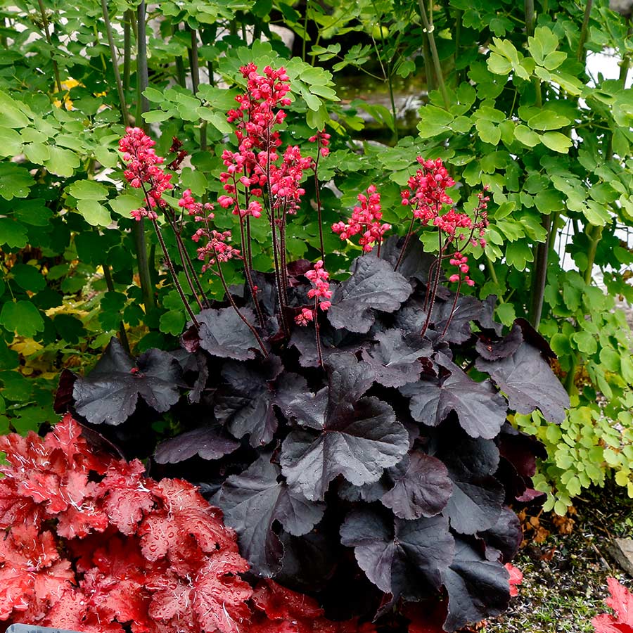 Heuchera "Black Taffeta"