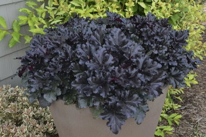 Heuchera "Black Pearl" - Gradina Noastra