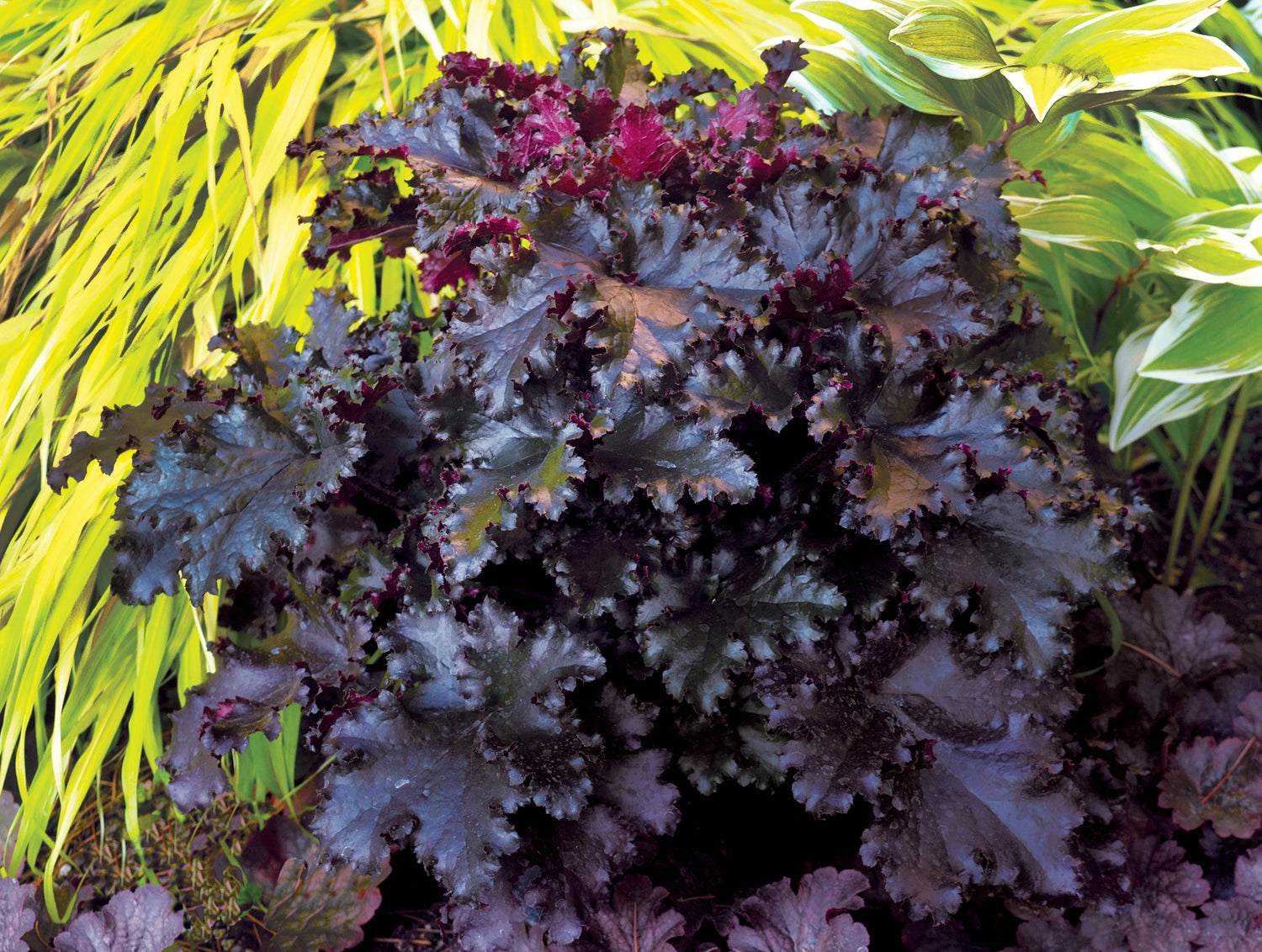 Heuchera "Black Taffeta"